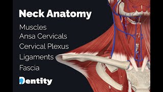 The Neck  تشريح الرقبة [upl. by Ahseikram]