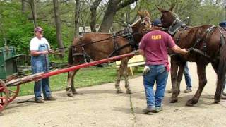 Runaway Mule Cart [upl. by Lippold]