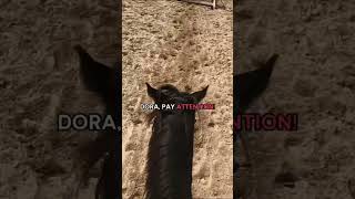 😱😳 Horse Almost FALLS shorts horsefails horsebackriding [upl. by Deadman]