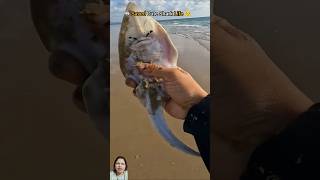 Rescue baby stingray life shorts ytshorts stingray rescue beach fishing [upl. by Aicrag]