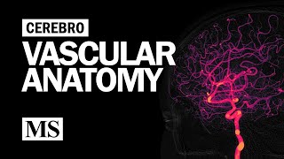 Cerebral Vascular Anatomy And Imaging [upl. by Petula365]