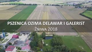 Pszenica ozima Delawar i Galersit żniwa 2018 Kostrogaj kPłocka [upl. by Nerak]