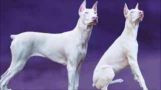 Conoce el Poder del DOBERMAN ALBINO perrosraros [upl. by Gabrielli]