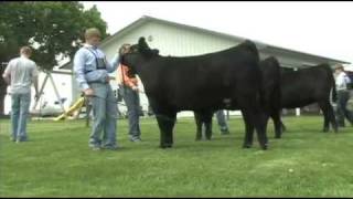 Fitting and Showing Angus Cattle Part 2 [upl. by Dilisio]