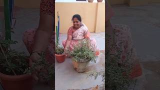 davanam plant health and medicinal benifits of davanam marjoram plant shorts youtube shorts [upl. by Doughman]