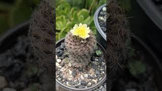 copiapoa Humilis [upl. by Anialed]