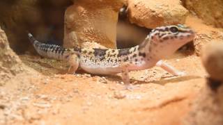 Leopard Gecko hunting [upl. by Keele]