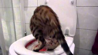 My bengal cat using litter kwitter red tray [upl. by Keenan]