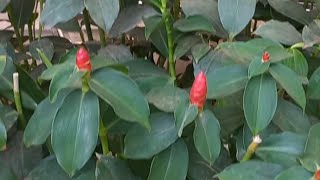 Indian Head Ginger 🌿  Costus spicatus  Red ButtonGinger  Mangalore Airport Karnataka [upl. by Diao893]