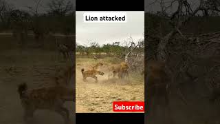 Lion attacked wild animals trending animals funnywildlife [upl. by Akiras]