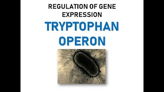 TRYPTOPHAN OPERON [upl. by Rehm38]