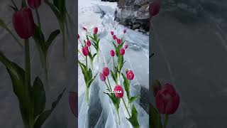 Los tulipanes 🌷sobreviven al hielo ❄️ 🥶 [upl. by Adnahsor]