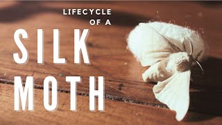 Soothing Silk Sericulture  lifecycle of a silkworm bombyx mori [upl. by Hesky]