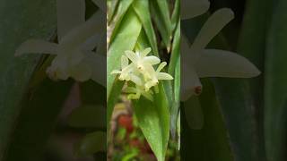 Orchid Epidendrum vesicatum Квіточки не виразні а загалом дуже естетична рослина [upl. by Greenland]