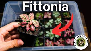 How To Propagate Fittonia Nerve Plant  Beginner Method [upl. by Zales]