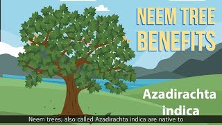 Neem tree benefits Azadirachta indica [upl. by Dorcia]