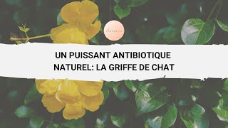 La griffe de chat selon Medical Medium [upl. by Suoirtemed]