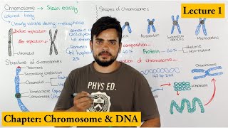 Chromosome Structure Shape composition and organization  Lecture 1 [upl. by Carroll]