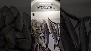 So much fish 🎣 foryou fishing uae youtube automobile assam shortvideo funny youtube [upl. by Kraska]