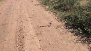 Rake Rabbit amp Snake in the road [upl. by Oakes]