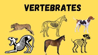 Meet the Animals with Backbones Vertebrates Explained for Kids [upl. by Zebaj]