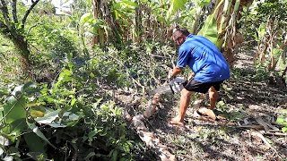 DERRUBANDO MEU PÉ DE GOIABA COM O MOTOSSERRA [upl. by Kciredohr]