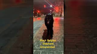 Black Belgian Shepherd Groenendael ❤️ fypシ゚viral facts animals cute [upl. by Neenaej]