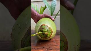 big green coconut desiccatedcoconut greencoconut [upl. by Hadik274]