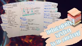 Intugmentry System Layers amp Special Structures of The Skin شرح بالعربى [upl. by Adli]