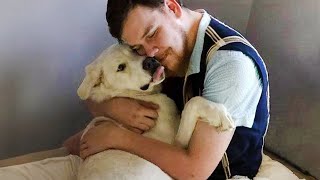 50 Moments That Prove A Dogs Love Can Warm The Entire World ❤️ [upl. by Niveg356]