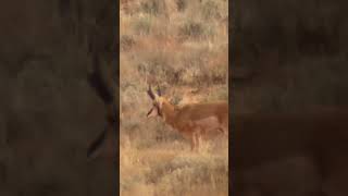 Heard of Pronghorn near the Kaibab Plateau [upl. by Alhan]