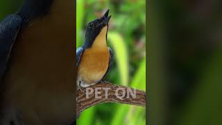 Tickells blue flycatcher Singing E13 birdsinging flycatchers tledekangunung [upl. by Lesh]