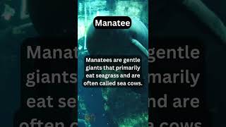 Manatees often referred to as quotsea cowsquot 🐋 are large gentle aquatic mammals manatee shorts [upl. by Haelak]