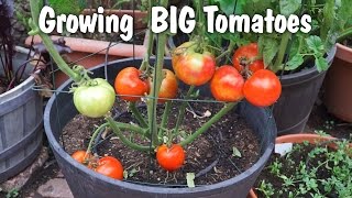 Growing Big Tomatoes in Containers  Mountain Pride Tomato [upl. by Ybur412]