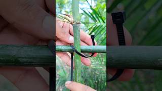 How to Secure Bamboo with Zip Ties  Easy Trick knot [upl. by Ddahc]