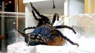 Vidéo Express  Mue de Chromatopelma cyaneopubescens [upl. by Aimit]