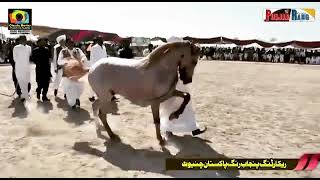 ustad Abdul gafur dhol master Pakistan ke international [upl. by Ireg288]