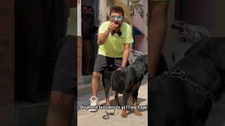 Dangerous Rottweiler 😱😱😱 shorts dangerousdog [upl. by Allyn]