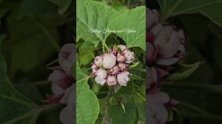 Mysore mallisendumalli plant is known for its fragrance and is a very rare species of JASMINE PLANT [upl. by Aihseit110]