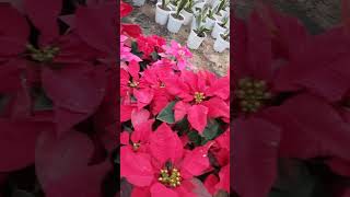 Beautiful Poinsettia plant plants flower flowers trending [upl. by Gemini]