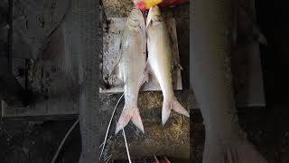 మాగ చేపలు Indian Salmon Fish Kakinada Fishing Harbour [upl. by Johanna563]