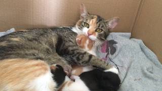 Mom cat biting her crying baby kitten [upl. by Leund582]