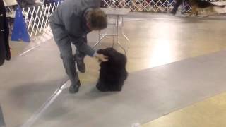 Skye Terrier Barry at the Dog Show June 2012 [upl. by Mita]