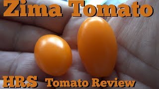 Zima Tomato  Solanum lycopersicum  Tomato review [upl. by Gnuh]