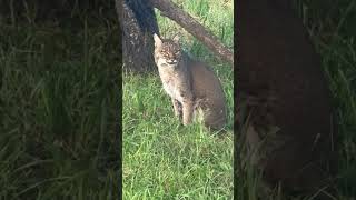 Which Bobcat is This Sioux or Lakota fun shorts cat [upl. by Novick64]