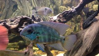 Hoplarchus true parrot cichlid 16 cm [upl. by Netsyrk763]