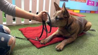 How To Teach Your Dog How To Feel Safe Wearing A Muzzle [upl. by Ursas]