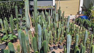 Trichocereus WalkAround 1 [upl. by Loutitia709]