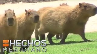 Capybara el roedor más grande del mundo en peligro de extinción  Zona Verde [upl. by Ribaudo]