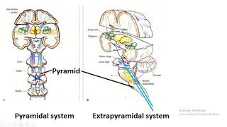 Difference between pyramidal system and extrapyramidal system [upl. by Alliuqahs]